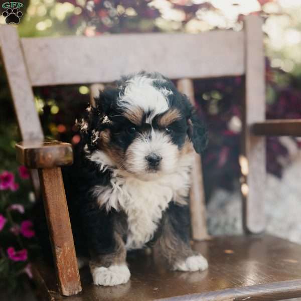 Moose, Mini Bernedoodle Puppy