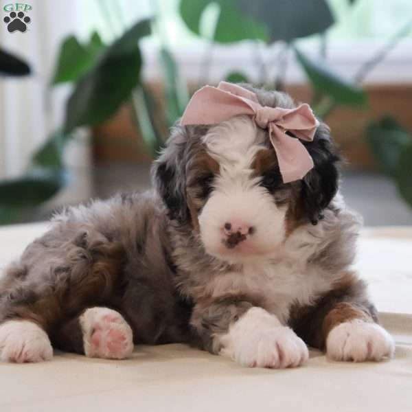 Oaklynn, Mini Bernedoodle Puppy