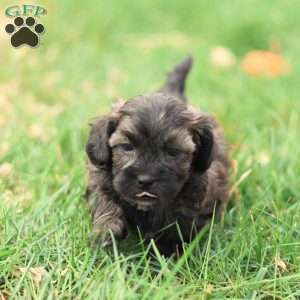 Sheldon, Shih-Poo Puppy