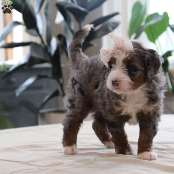Paige, Mini Bernedoodle Puppy