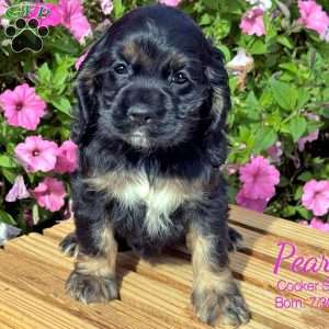 Pearl, Cocker Spaniel Puppy