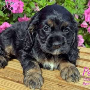 Pearl, Cocker Spaniel Puppy