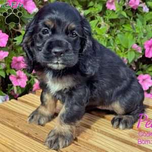 Pearl, Cocker Spaniel Puppy