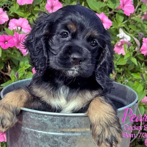 Pearl, Cocker Spaniel Puppy