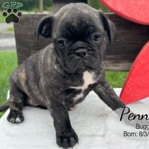 Penny, Bugg Puppy