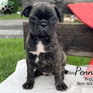 Penny, Bugg Puppy