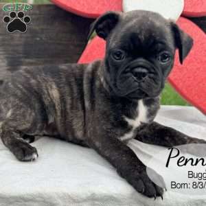 Penny, Bugg Puppy