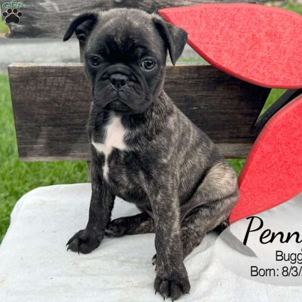 Penny, Bugg Puppy