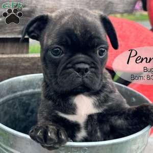 Penny, Bugg Puppy