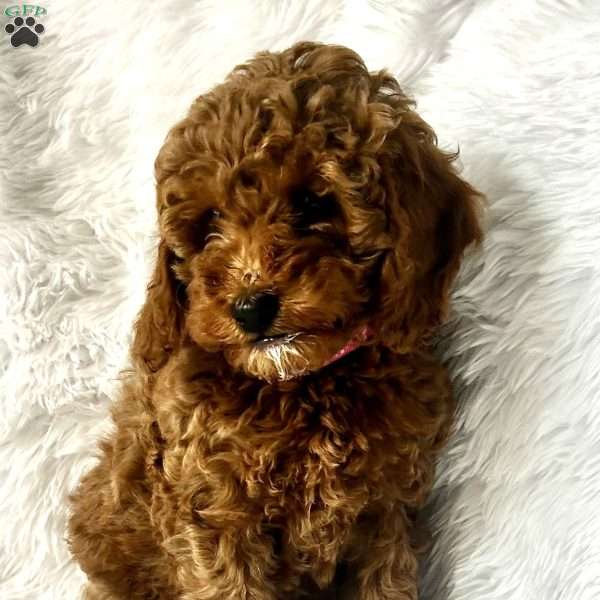 Miss Pink, Mini Goldendoodle Puppy