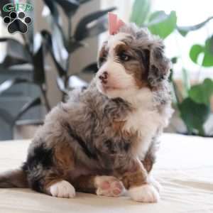 Piper, Mini Bernedoodle Puppy