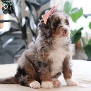 Piper, Mini Bernedoodle Puppy
