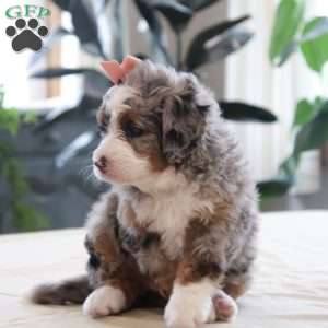 Piper, Mini Bernedoodle Puppy