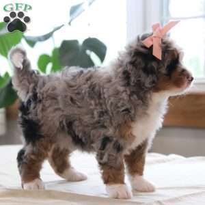 Piper, Mini Bernedoodle Puppy