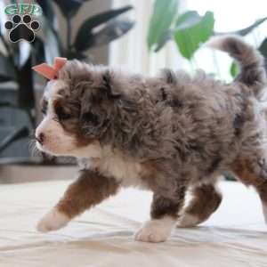 Piper, Mini Bernedoodle Puppy