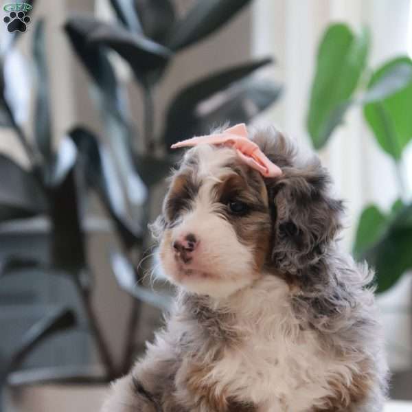 Piper, Mini Bernedoodle Puppy