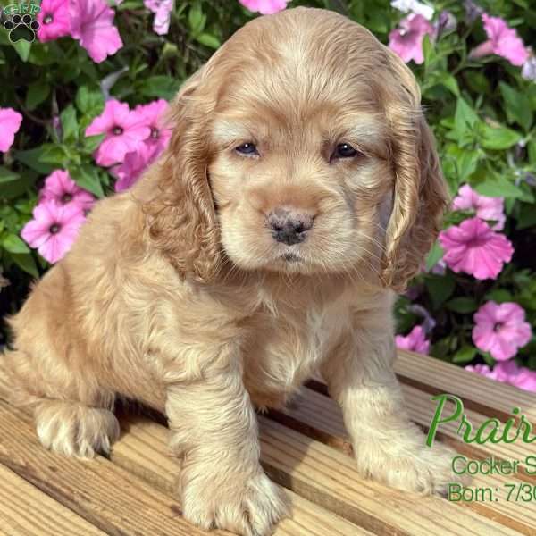 Prairie, Cocker Spaniel Puppy