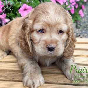 Prairie, Cocker Spaniel Puppy