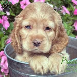 Prairie, Cocker Spaniel Puppy