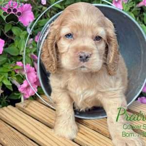 Prairie, Cocker Spaniel Puppy