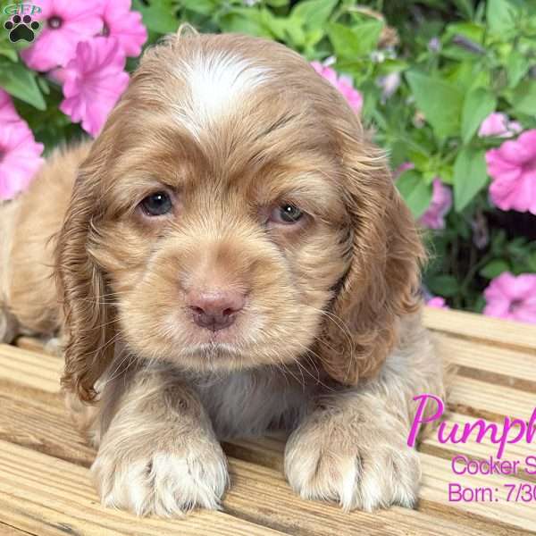 Pumpkin, Cocker Spaniel Puppy