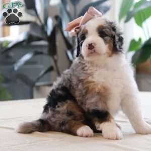 Quincy, Mini Bernedoodle Puppy