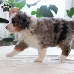 Quincy, Mini Bernedoodle Puppy