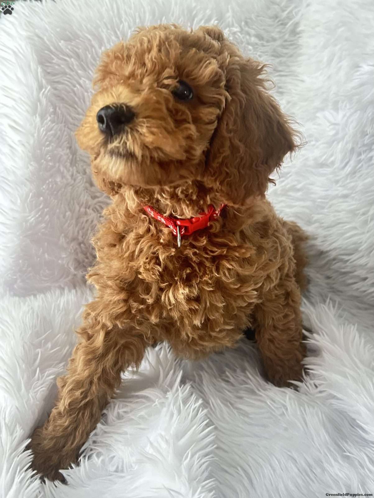 Doodle / designer cross