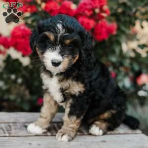 Renee, Mini Bernedoodle Puppy