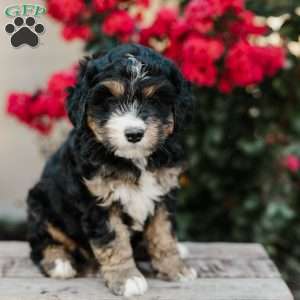 Renee, Mini Bernedoodle Puppy
