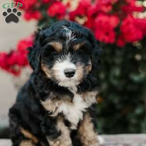 Renee, Mini Bernedoodle Puppy