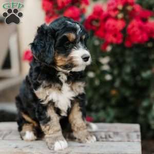 Renee, Mini Bernedoodle Puppy