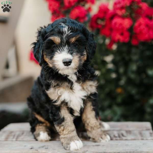 Renee, Mini Bernedoodle Puppy