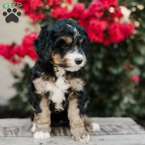 Renee, Mini Bernedoodle Puppy