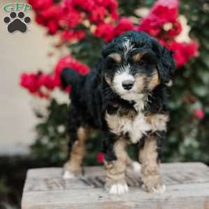 Renee, Mini Bernedoodle Puppy