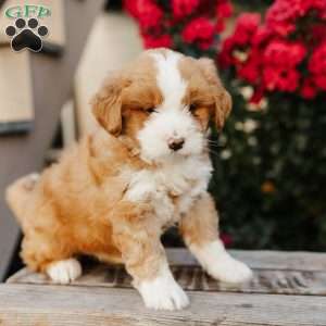 Rose, Mini Bernedoodle Puppy
