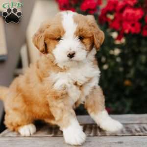 Rose, Mini Bernedoodle Puppy
