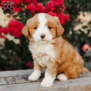 Rose, Mini Bernedoodle Puppy