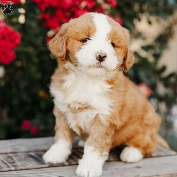 Rose, Mini Bernedoodle Puppy