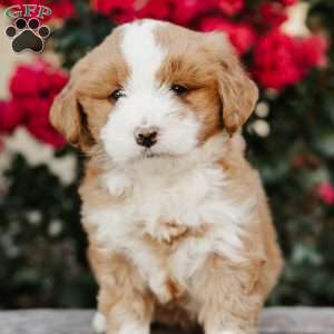 Rose, Mini Bernedoodle Puppy
