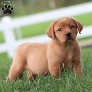 Ruby, Fox Red Labrador Retriever Puppy