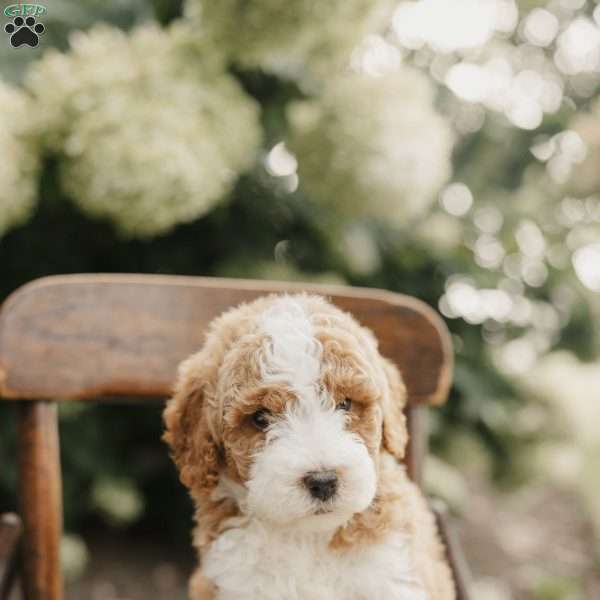 Sadie, Mini Bernedoodle Puppy