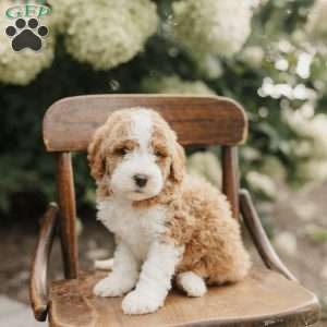Sadie, Mini Bernedoodle Puppy