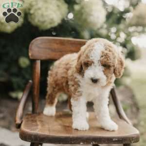 Sadie, Mini Bernedoodle Puppy