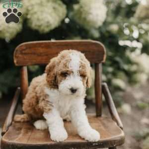 Sadie, Mini Bernedoodle Puppy
