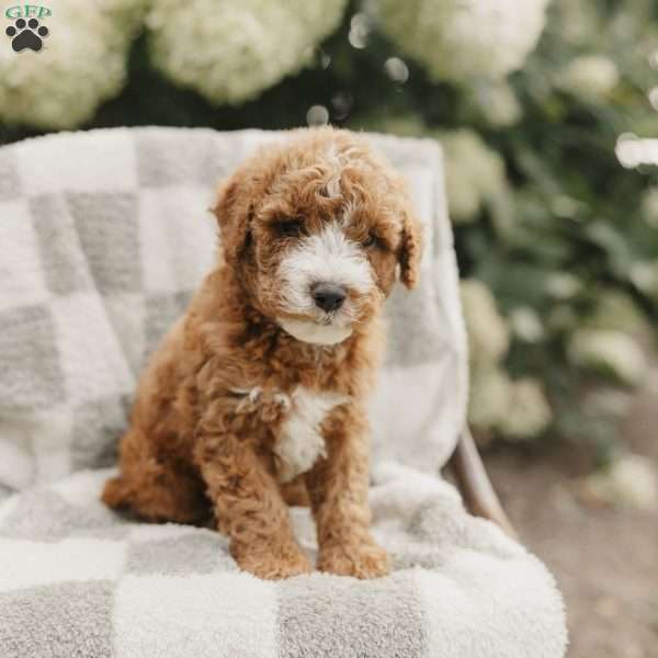 Sammy, Mini Bernedoodle Puppy