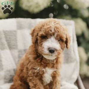 Sammy, Mini Bernedoodle Puppy