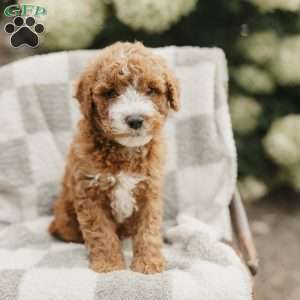 Sammy, Mini Bernedoodle Puppy