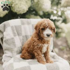Sammy, Mini Bernedoodle Puppy
