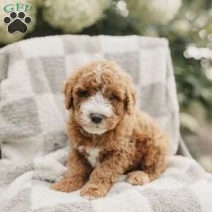 Sammy, Mini Bernedoodle Puppy